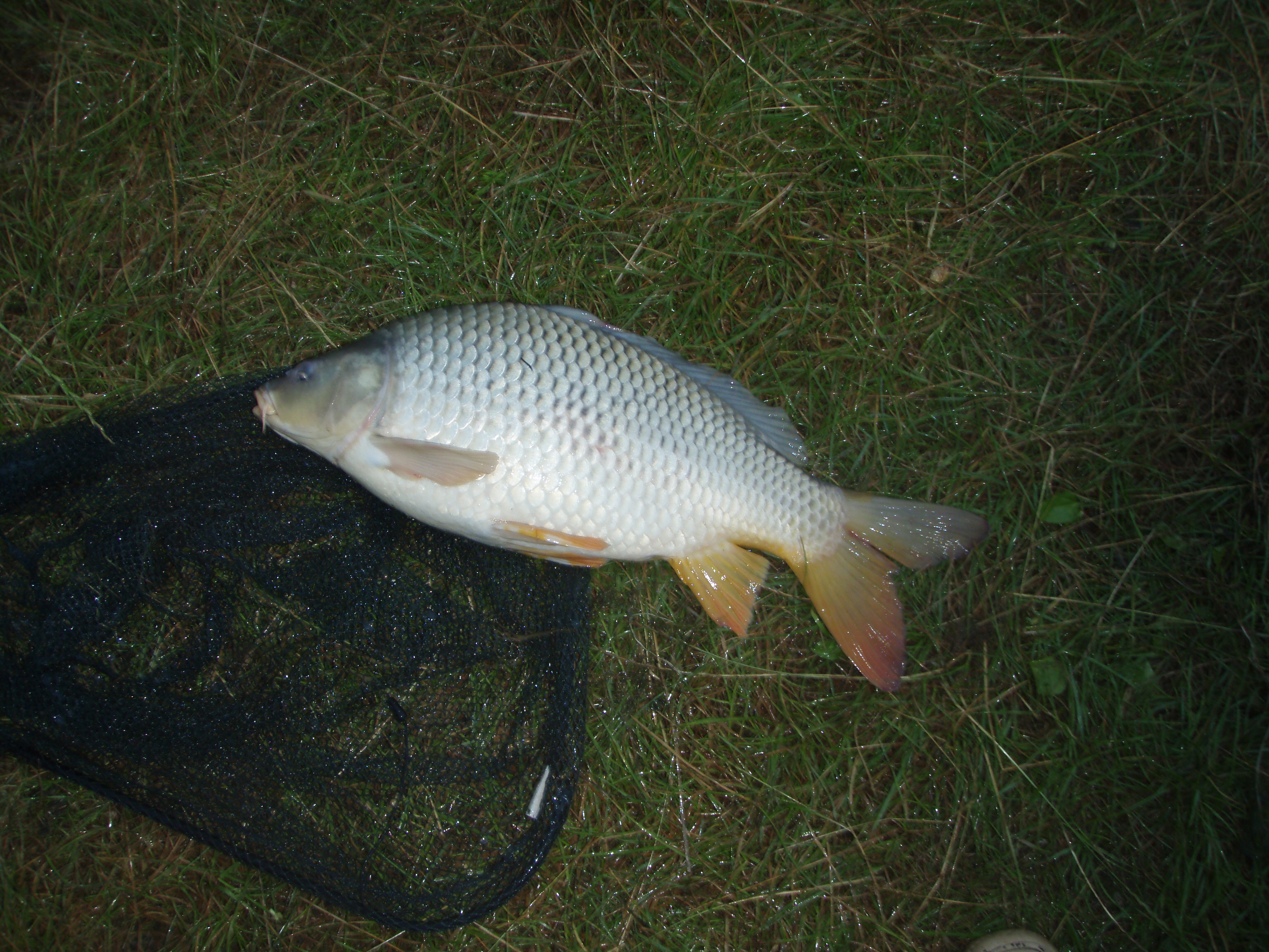 maruv-kaprik